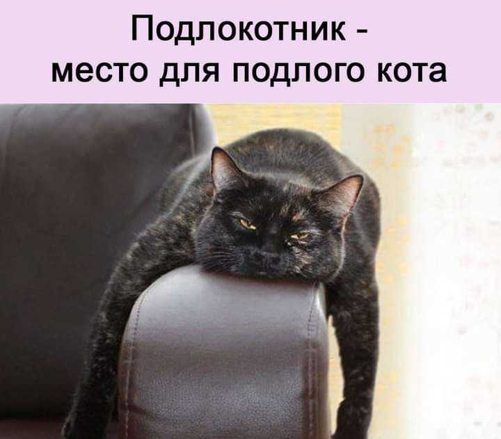 Подлокотник место для подлого кота
