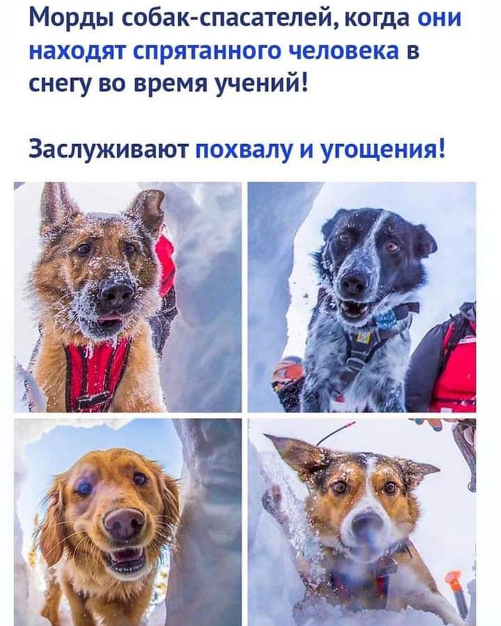 Морды собак спасателей когда они находят спрятав нает чейовека в снегу во время учений Заслуживают похвалу и угощения