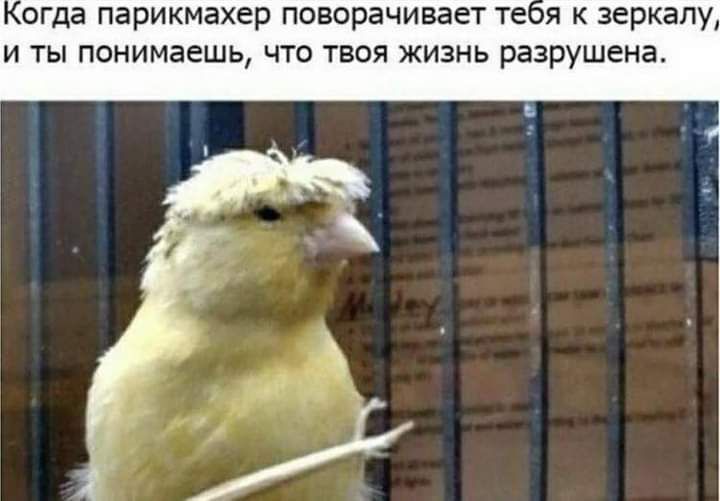 огда парикмахер поворачивает тея к зеркалу и ты понимаешь что твоя жизнь разрушена