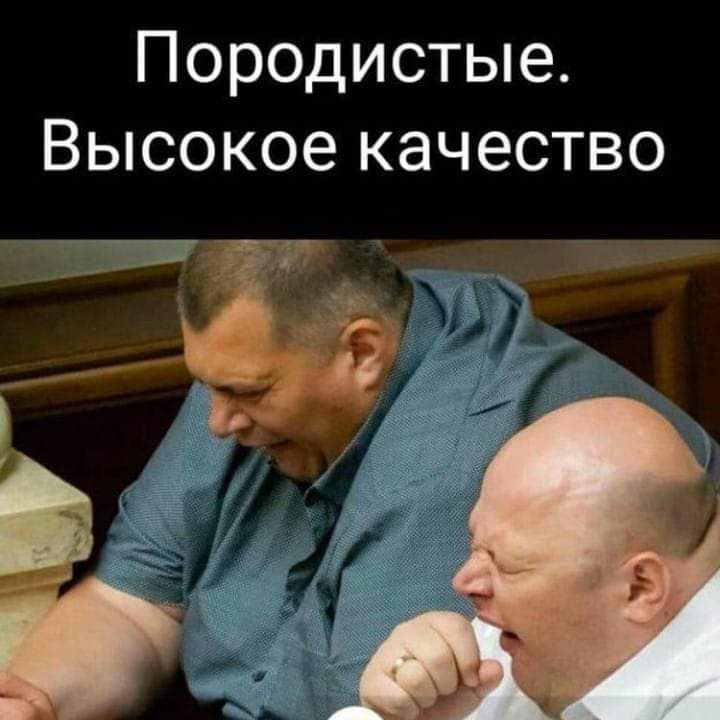 Породистые Высокое качество зп
