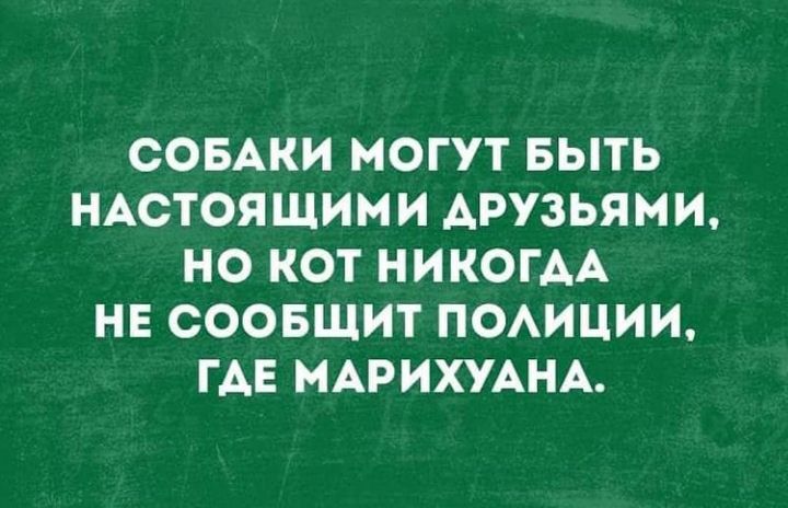 СОБАКИ МОГУТ БЫТЬ НАСТОЯЩИМИ АРУЗЬЯМИ НО КОТ НИКОГДА НЕ СООБЩИТ ПОАИЦИИ ГАЕ МАРИХУАНА