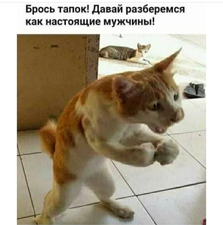 Брось тапок давай разберемся как настоящие мужчины