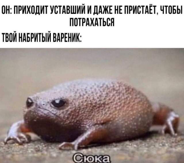 ПН ПРИХВЛИТ УСТАВШИЙ И ДАЖЕ НЕ ПРИВТАЁТ ЧТОБЫ ППТРАХАТЬСЯ ТВОЙ НАБРИТЫЙ ВАРЕНИК