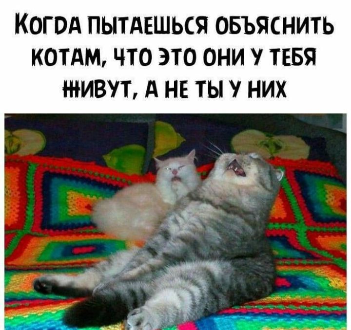 КОГОд ПЫТАЕШЬСЯ ОБЪЯСНИТЬ КОТАМ ЧТО ЭТО ОНИ ТЕБЯ ЖИВУТ А НЕ ТЫ НИХ