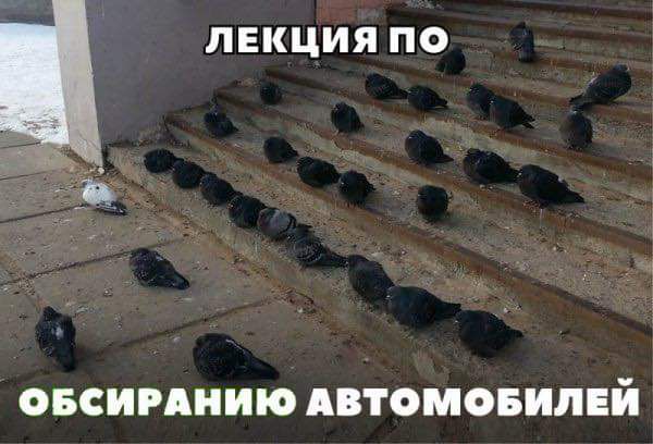 ЛЕКЦИЯ ПО ОБСИРАНИЮ АВТОМОБИЛЕЙ