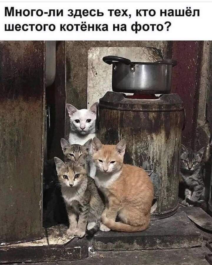 Много ли здесь тех кто нашёл шестого котёнка на фото