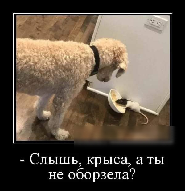 Слышь крыса ты не оборзела