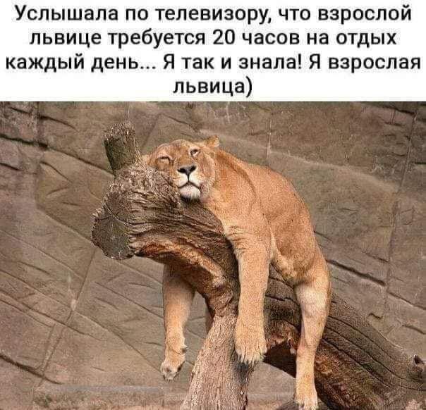 Услышала по телевизору что взрослой львице требуется 20 часов на отдых каждый день Я так и знала Я взрослая львица