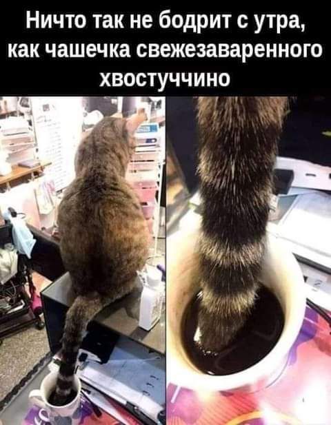 Ничто так не бодрит с утра как чашечка свежезаваренного хвостуччино