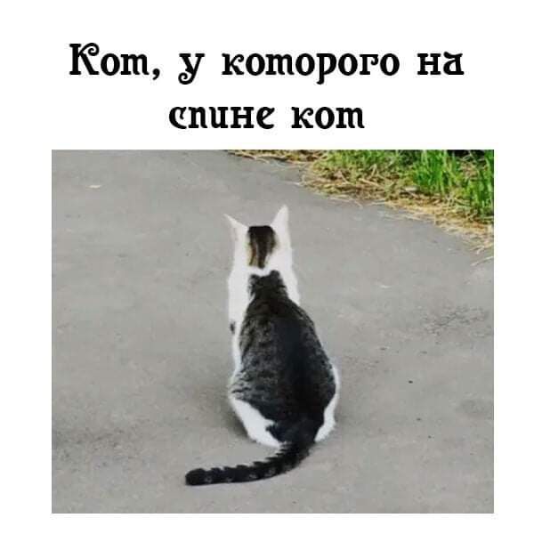 Кош у которого на спине кот