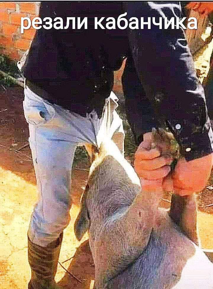 зали кабанчі