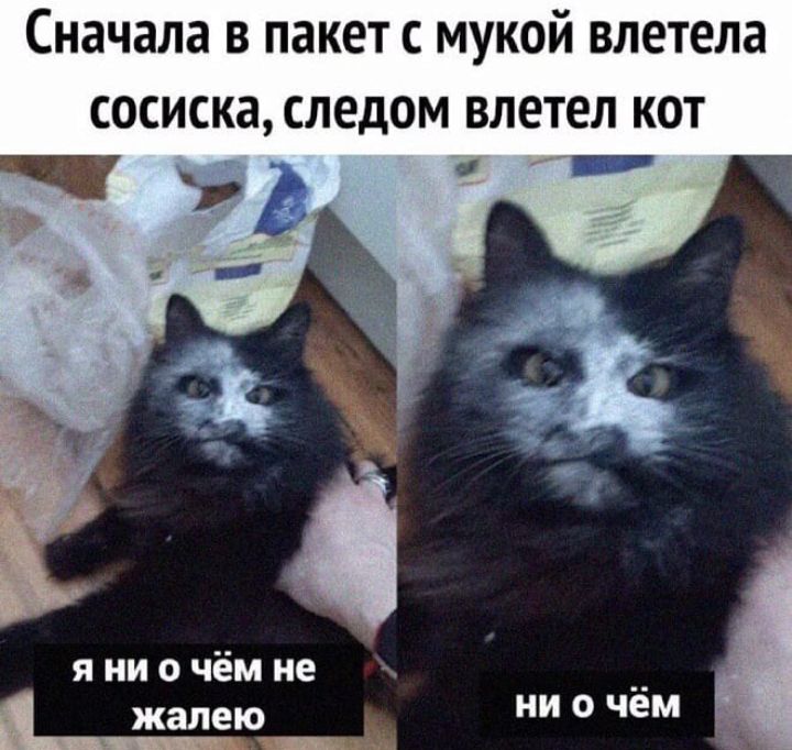 Сначала в пакет с мукой влетела сосиска следом влетел кот я ни о чём не жалею ни о чем 7 _ н