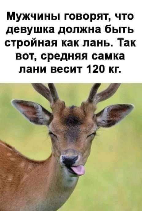 Мужчины говорят что девушка должна быть стройная как лань Так вот средняя самка пани весит 120 кг Г