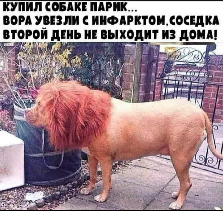 КУПИЛ СОБАК ПАРИК ООРА УРЕЗЛИ С ИИФАРКТОМ СОСЕДКА ВТОРОЙ дЕНЪ ОЫХОДИТ ИЗ дОМА