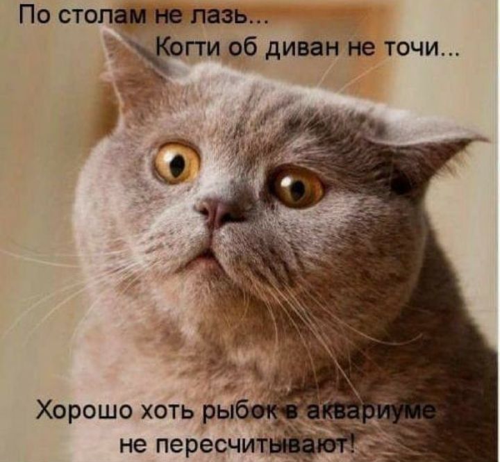По стоптшн лезь пи об диван не точи Хорошо хоть ры не пересчи