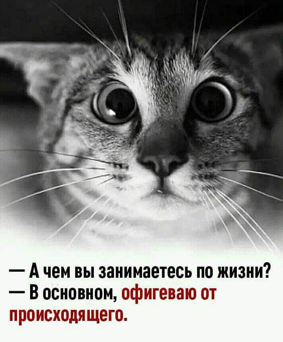_ А чем ВЫ занимаетесь ПО ЖИЗНИ В основном офигеваю от происходящего