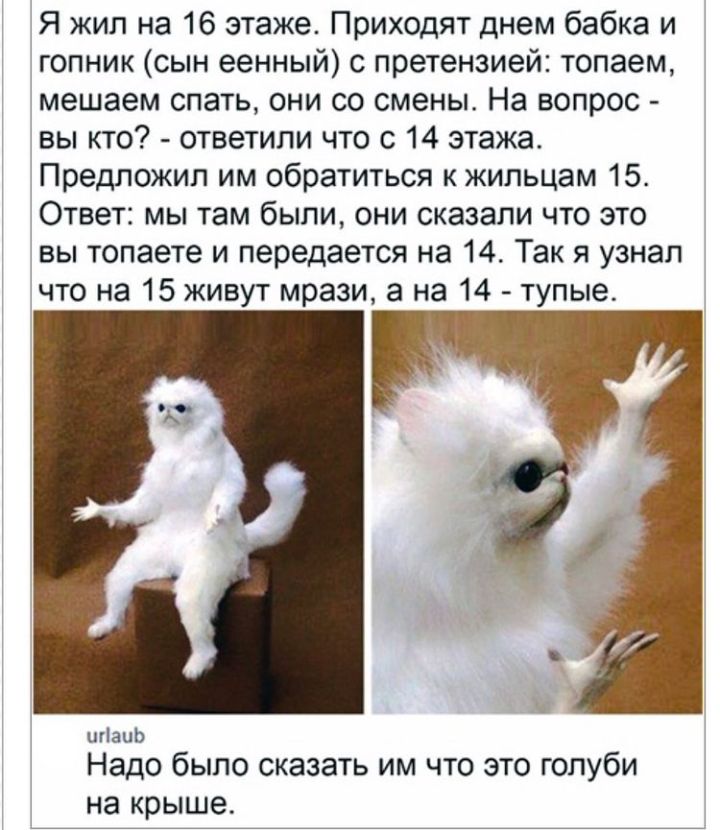 Я жил на 16 этаже Приходят днем бабка и гопник сын еенный с претензией топаем мешаем спать они со смены На вопрос вы кто ответили что с 14 этажа Предложил им обратиться к жильцам 15 Ответ мы там были они сказали что это вы топаете и передается на 14 Так я узнал что на 15 живут мрази а на 14 тупые Мы Надо было сказать им что это голуби на крыше