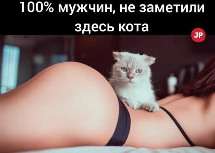 100 мужчин не заметили здесь кота