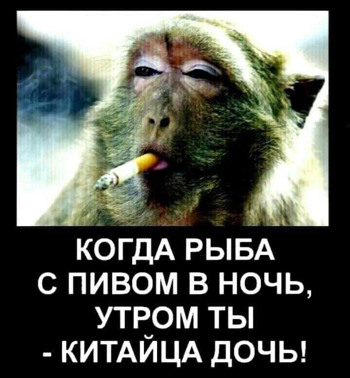 КОГДА РЫБА с пивом в ночь УТР_ОМ ТЫ КИТАИЦА ДОЧЬ