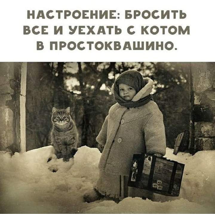 НАСТРОЕНИЕ БРОСИТЬ ВСЕ И УЕХАТЬ С КОТОМ В ПРОСТОКВАШИНО