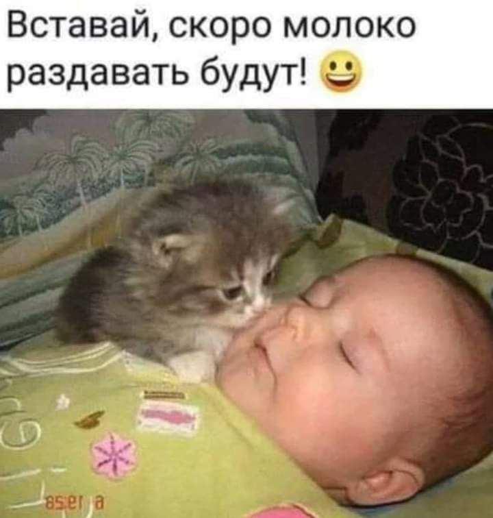 Вставай скоро молоко раздавать будут 9