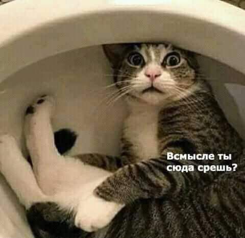 Всинслв ты сюд врешь