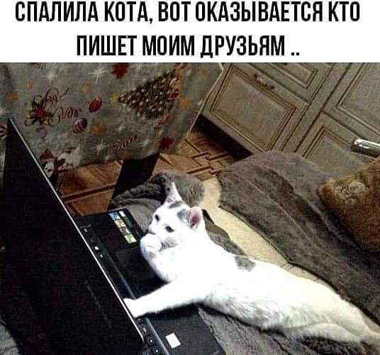 СПАЛИЛА КОТА ВПТ ПКАЗЫВАЕТСЯ КТП ПИШЕТ МОИМ дРУЗЬЯМ