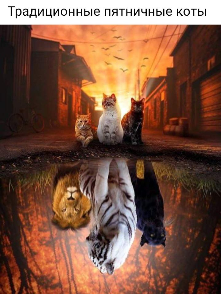 Традиционные пятничные КОТЫ