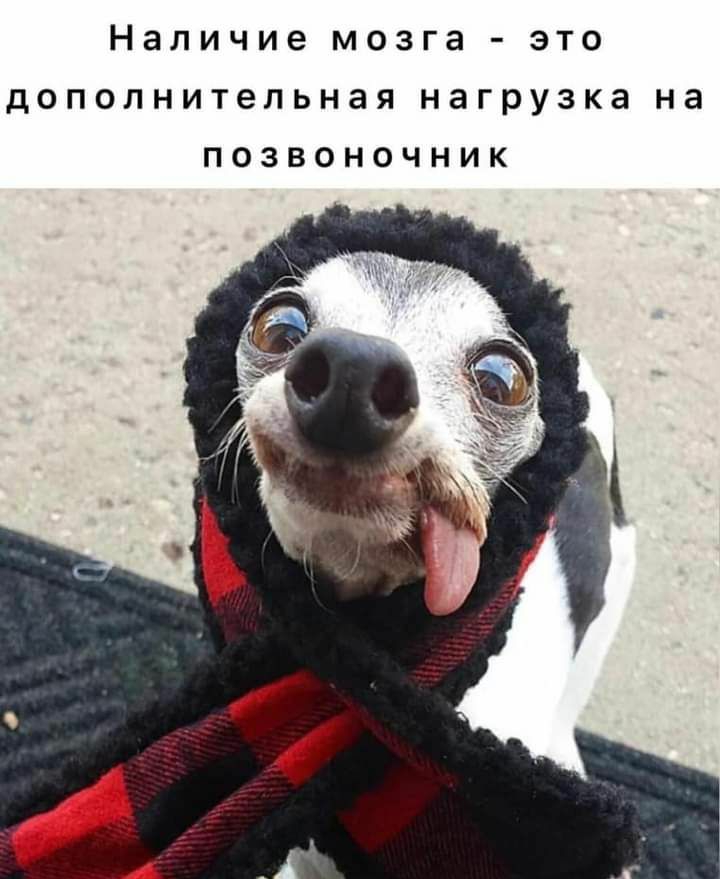 Наличие мозга это дополнительная нагрузка на ПОЗВОНОЧНИК