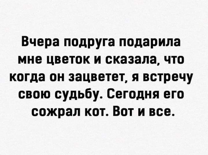 Вчера подруга подарила мне цветок и сказала что когда он зацветет я встречу свою судьбу Сегодня его сожрал кот Вот и все