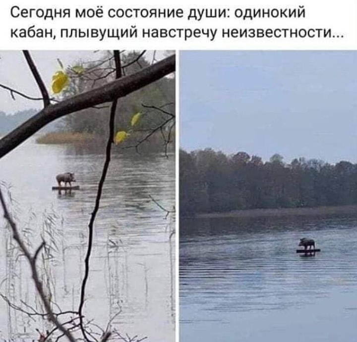 Сегодня моё состояние души одинокий кабан плывущий навстречу неизвестности