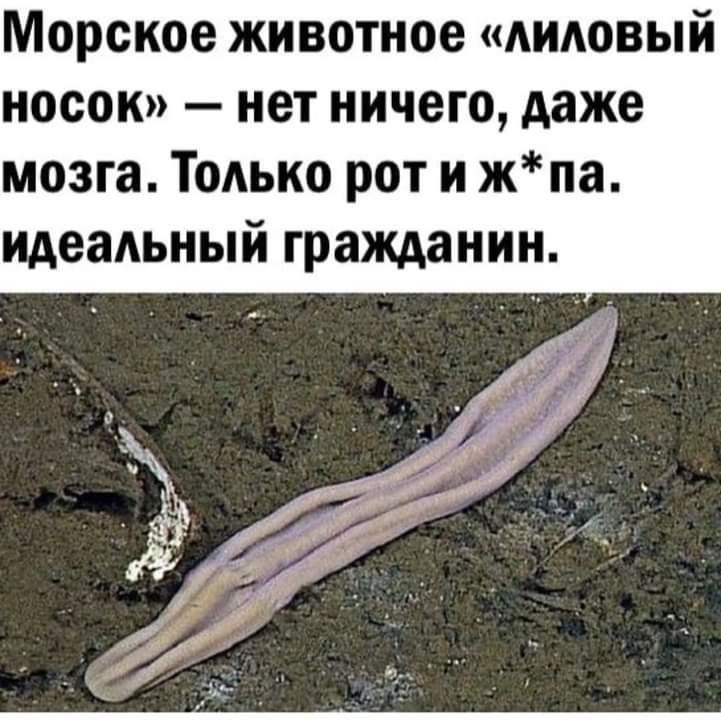 Морское животное АИАОВЫЙ носок нет ничего даже мозга Только рот и жпа ИАЗЗАЬНЫЙ гражданин