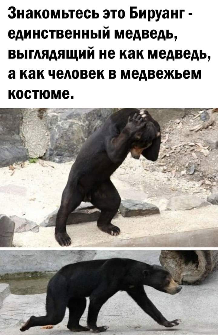 Знакомьтесь это Бируанг единственный медведь выглядящий не как медведь а как человек в медвежьем костюме
