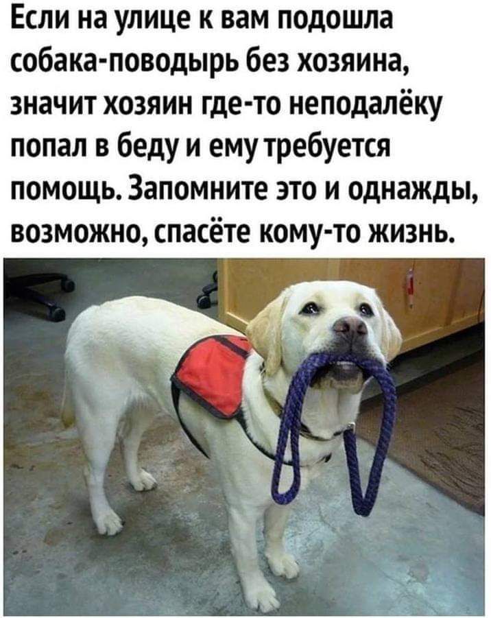 Если на улице к вам подошла собака поводырь без хозяина значит хозяин где то неподалёку попал в беду и ему требуется помощь Запомните это и однажды возможно спасёте кому то жизнь