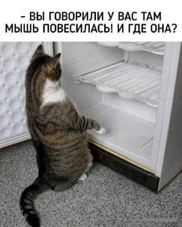 ВЫ ГОВОРИЛИ У ВАС ТАМ МЫШЬ ПОВЕСИЛАСЬ И ГДЕ ОНА