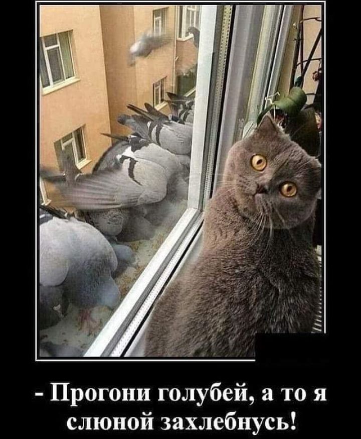 Прогони голубей а то я слюной захлебнусь