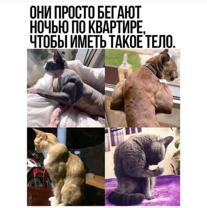 ОНИ ПРООТО БЕГАЮТ НОЧЬЮ ПО КВАРТИРЕ ЧОТЫ ИМЁТЬ ТАКОЕ ТЕЛО