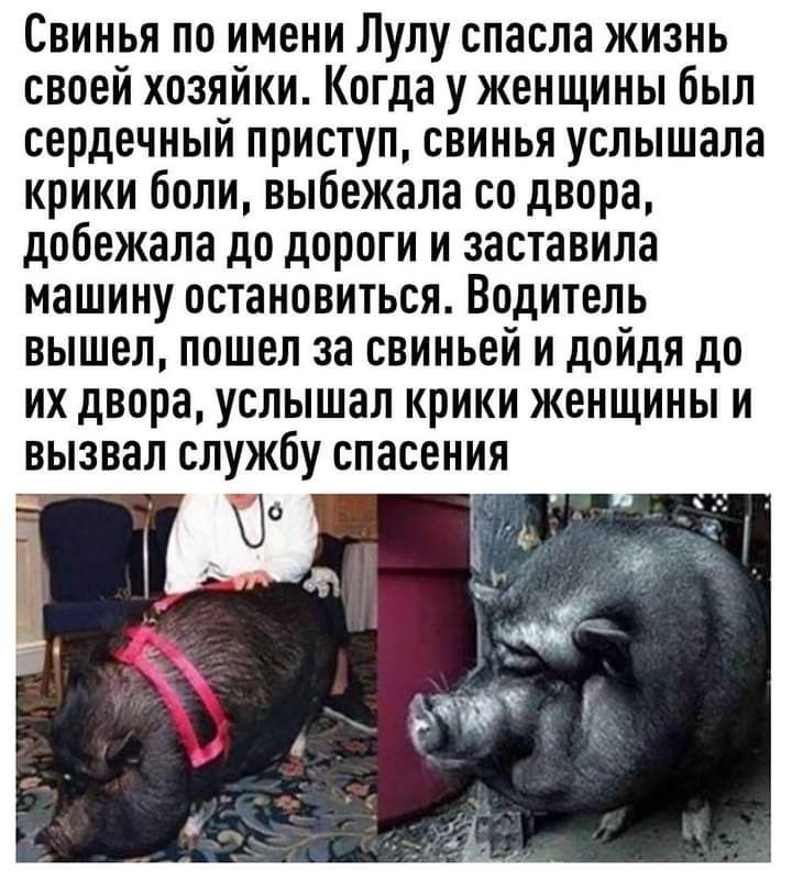Свинья по имени Лулу спасла жизнь своей хозяйки Когда у женщины был сердечный приступ свинья услышала крики боли выбежала со двора добежала до дороги и заставила машину остановиться Водитель вышел пошел за свиньей и дойдя до их двора услышал крики женщины и вызвал службу спасения о