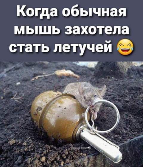Когда обычная мышь захотела стать летучей им __ д