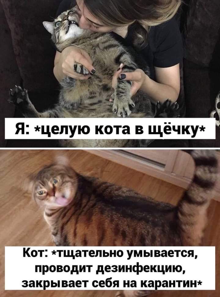 З подкота в щёчку Кот тщательно умы вается проводит дезинфекцию зак ы вает себя на ка антин