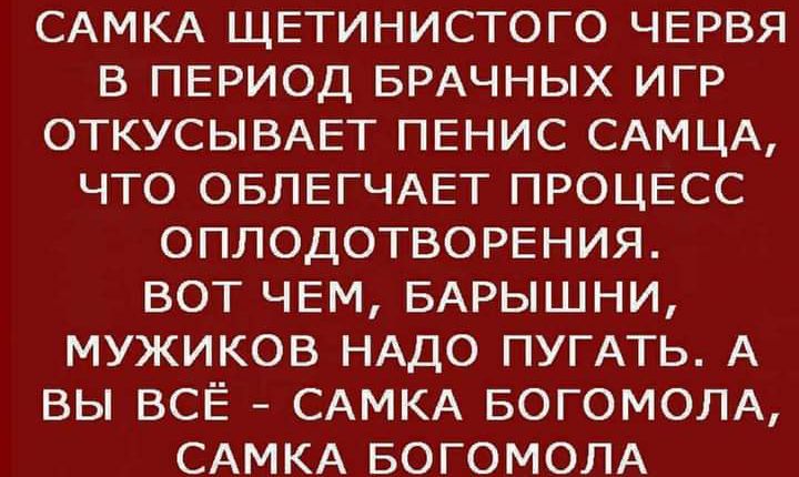 САМКА ЩЕТИНИСТОГО ЧЕРВЯ В ПЕРИОД БРАЧНЫХ ИГР ОТКУСЫВАЕТ ПЕНИС САМЦА ЧТО ОБЛЕГЧАЕТ ПРОЦЕСС ОПЛОДОТВОРЕНИЯ ВОТ ЧЕМ БАРЫШНИ МУЖИКОВ НАДО ПУГАТЬ А ВЫ ВСЁ САМКА БОГОМОЛА САМКА БОГОМОЛА