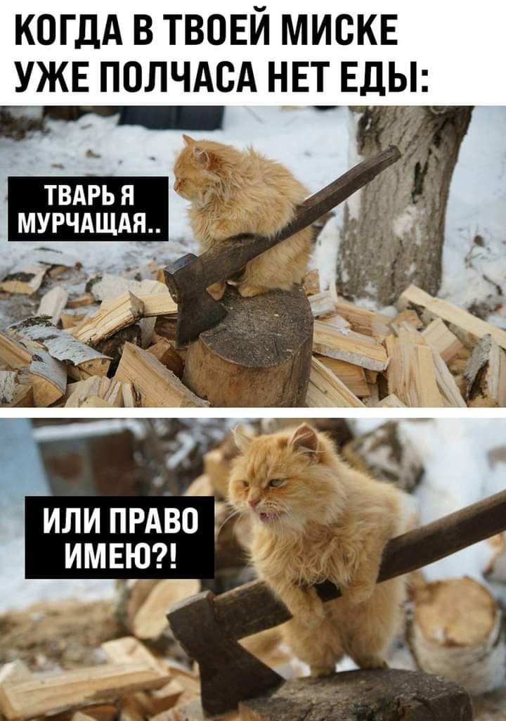 в твоей миске уже полчдсА Н_ЕТ ЕДЫ ТВАРЬЯ МУРЧАЩАя _ г или ПРАВО Т имею
