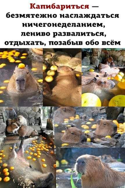 Капибариться безмятежно наслаждаться ничегонедепаиием лениво развалиться отдыхать позабыв обо всём и