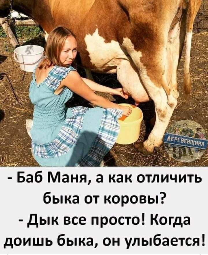 Баб Маня а как отличить быка от коровы дык все просто Когда доишь быка он улыбается