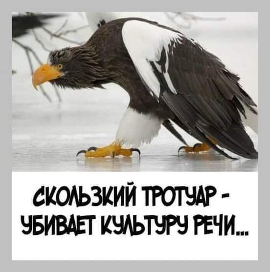 СКОАЬЗКИЙ ТРОТЧАР ЧБИВАЕТ РЕЧИ