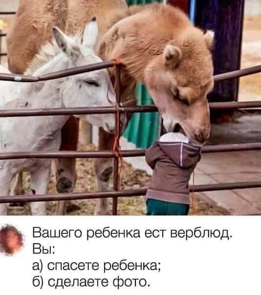 Вашего ребенка ест верблюд Вы а спасете ребенка 6 сделаете фото