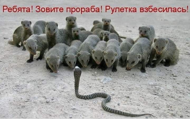 Ребята Зовите прораба Рулетка взбесилась