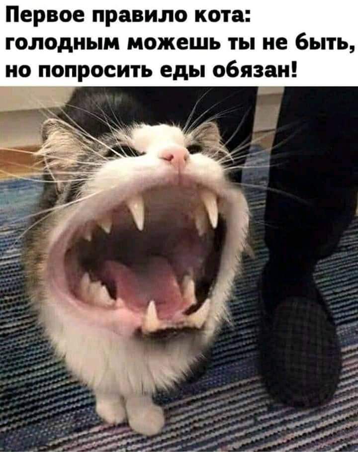 Первое правило кота голодным можешь ты не быть но попросить еды обязан