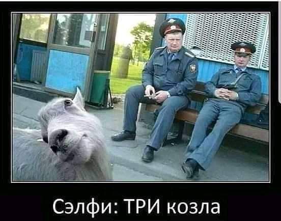 Сэлфи ТРИ козла