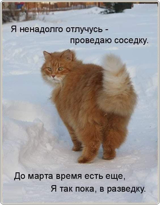 Я ненадолго отпучусь проведаю соседку До марта время есть еще Я так пока в разведку